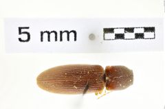 Foto (Dorsalansicht) von Athous cucullatus (NHMW-ZOO-COL-0008573)